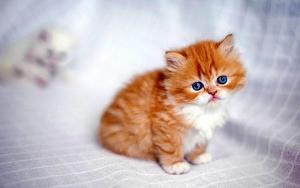 Котенок 1С.jpg