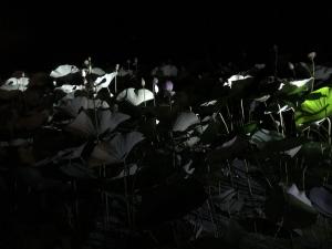 A6C5982A-F92C-4F84-83FF-225145405021.jpeg