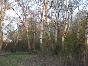 IMG_3986.JPG
