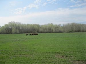 IMG_4029.JPG