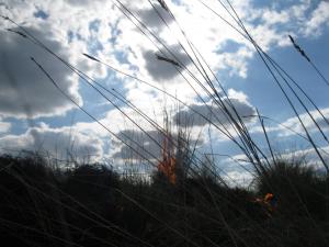 IMG_3918.JPG