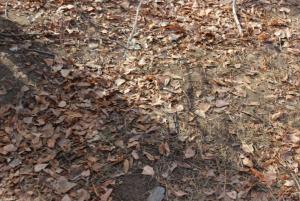IMG_2141.JPG