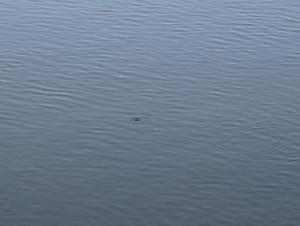 DSC00132_cr.jpg