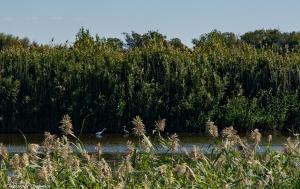 DSC_0584-1.JPG