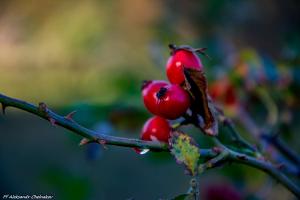 DSC_0497-1.JPG