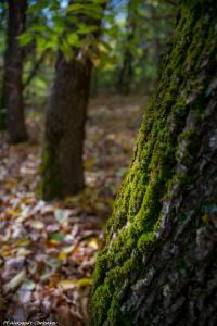 DSC_0476-1.JPG