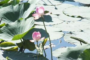 DSCF8993.JPG