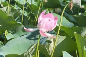DSCF8916.JPG