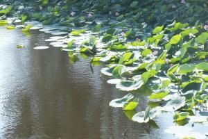 DSCF8981.JPG