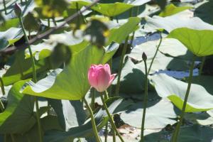 DSCF8989.JPG