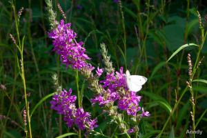 IMG_6548.jpg