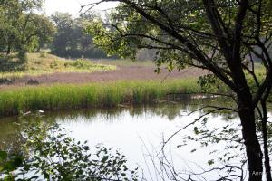 IMG_7398.jpg