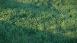 grass.jpg