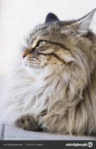 depositphotos_147124115-stock-photo-adorable-long-haired-cat-in (1).jpg