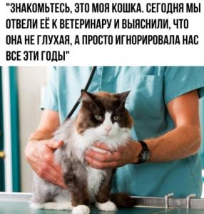 кошка.jpg